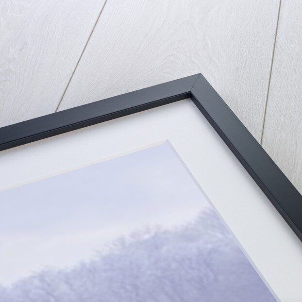 Misty forest by Assaf Frank